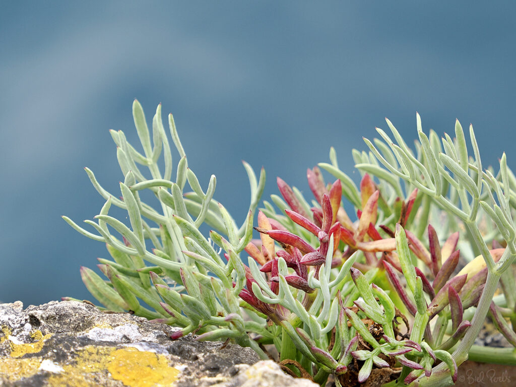 Fonoll marí. Crithmum maritimum ©bielperello.com