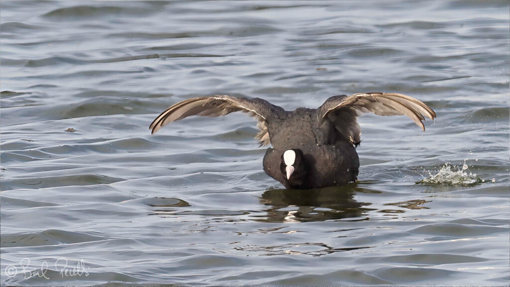 Fotja - Fulica atra a s'Albufera de Mallorca. ©bielperello.com