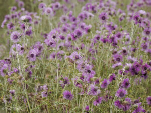 Galactites tomentosa ©bielperello.com