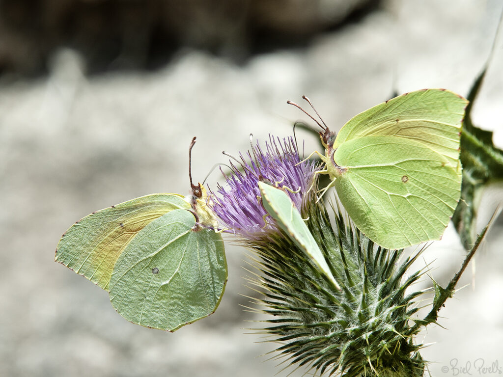 Gonepteryx cleopatra - Papallona llimonera ©bielperello.com