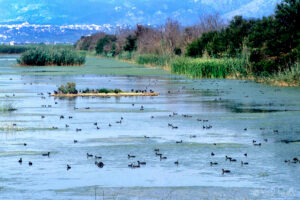 Fotges al Gran canal de s'Albufera - 1992 ©bielperello