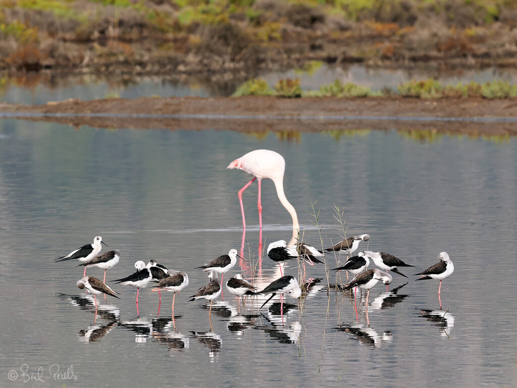 Avisadors (Himantopus himantopus) i flamenc (Phoenicopterus roseus) - ©bielperello.com