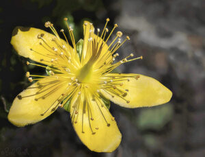Hypericum balearicum flor ©bielperello.com