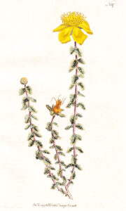 Hypericum balearicum. William Curtis