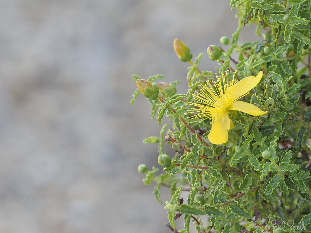 Estepa joana - Hypericum balearicum ©bielperello.com