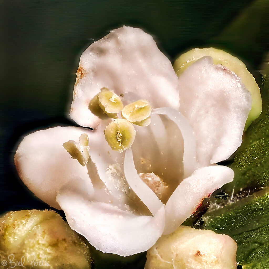 Marfull (Viburnum tinus) ©bielperello.com
