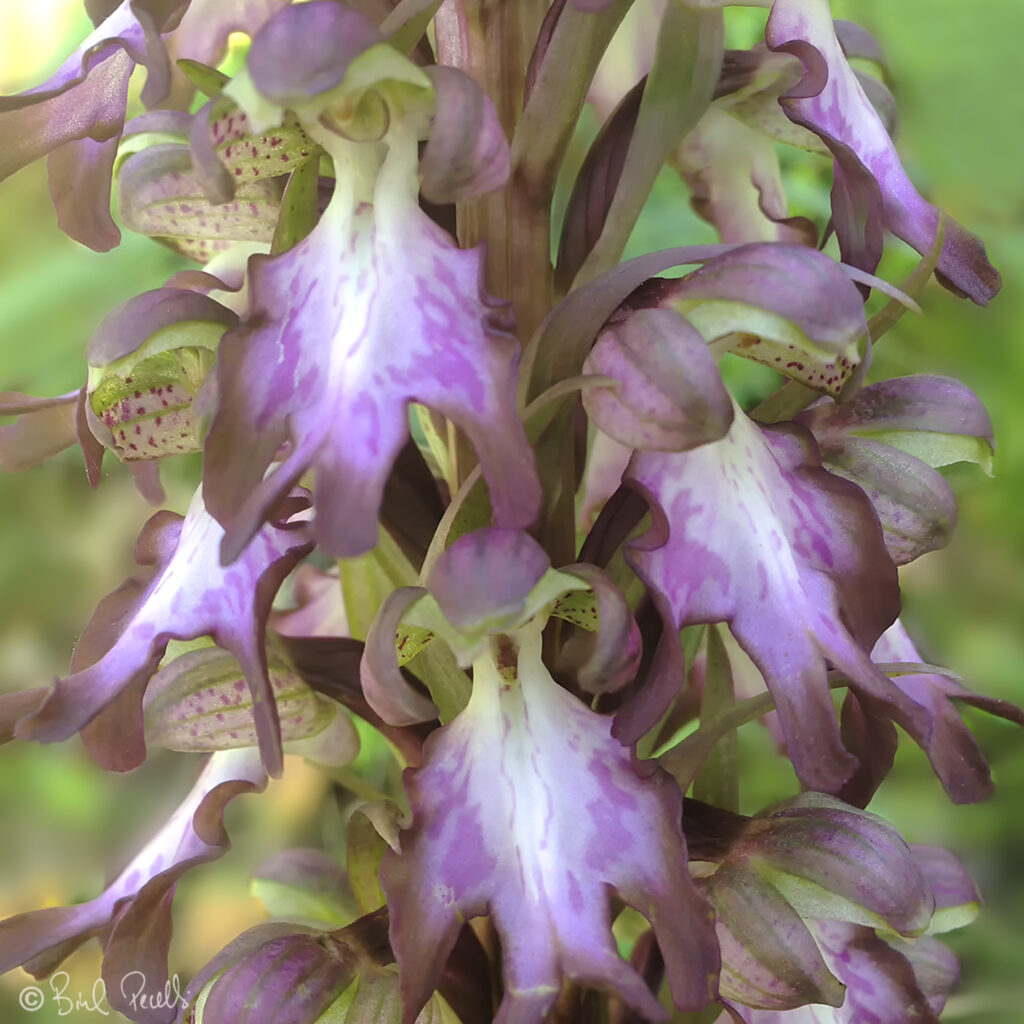 Mosques grosses - Himantoglossum robertianum. ©bielperello.com