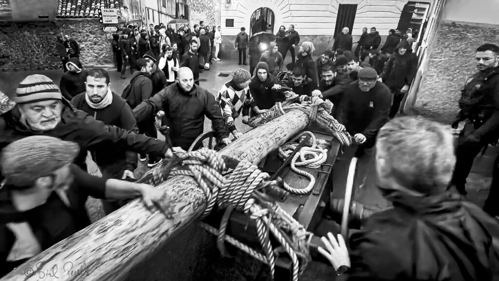 Pi de Sant Antoni. Pollença - 2026 @bielperello.com