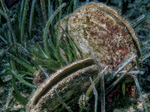 Nacra (Pinna nobilis) - ©bielperello.com