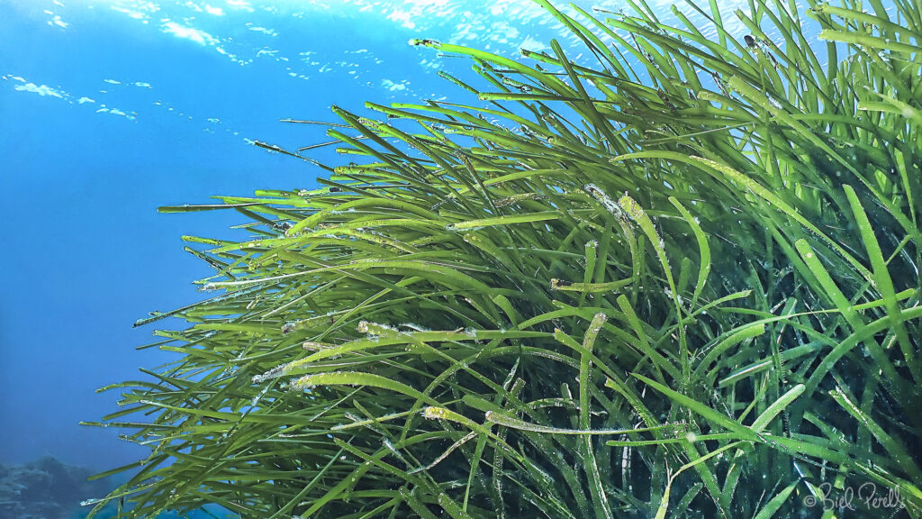 Posidonia oceanica - ©bielperello.com
