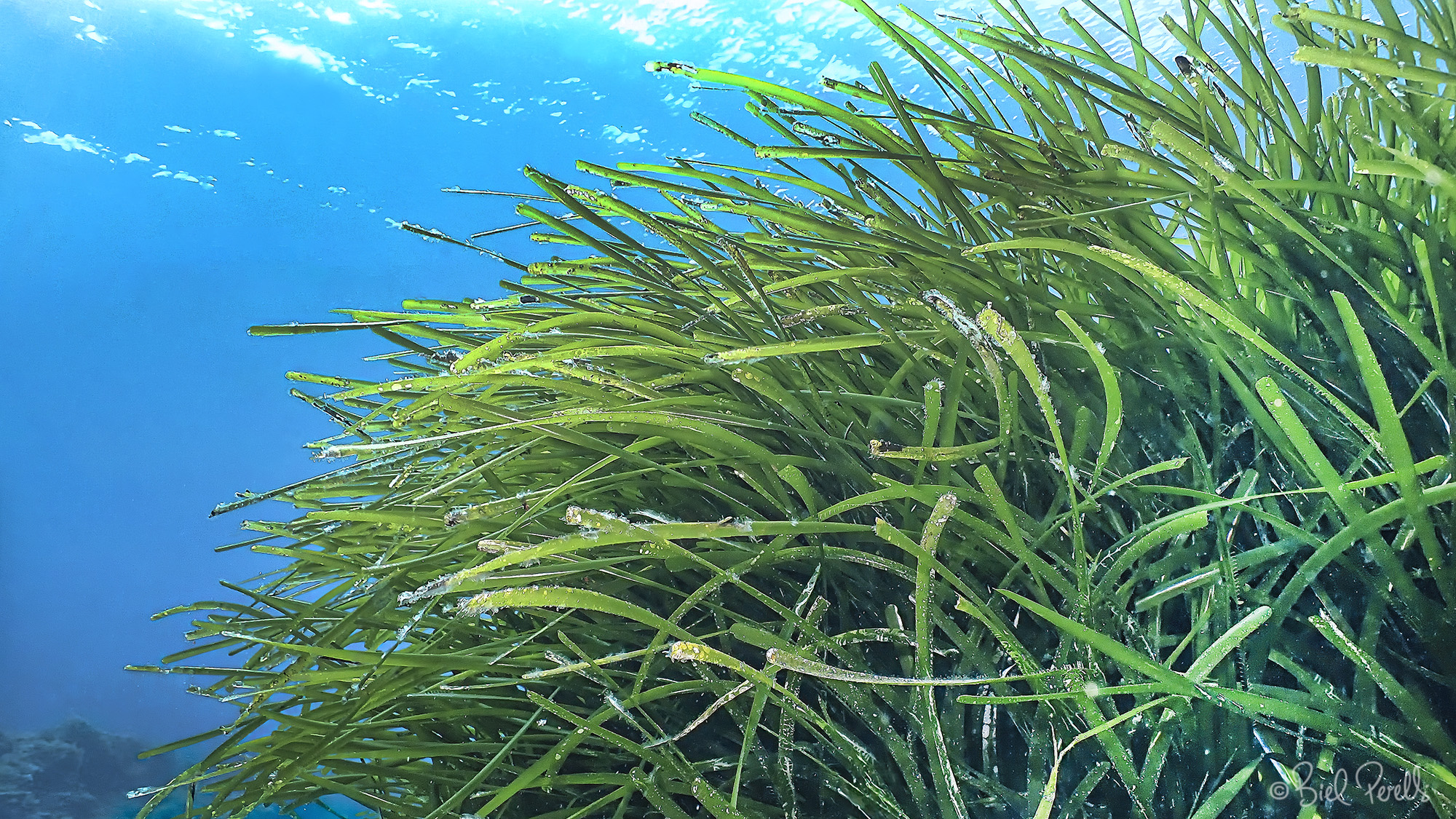 Posidonia oceanica - ©bielperello.com
