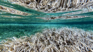Posidonia oceanica - @bielperello.com