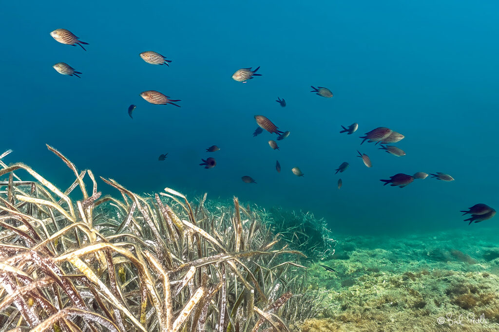 Posidònia i tutes - ©bielperello.com