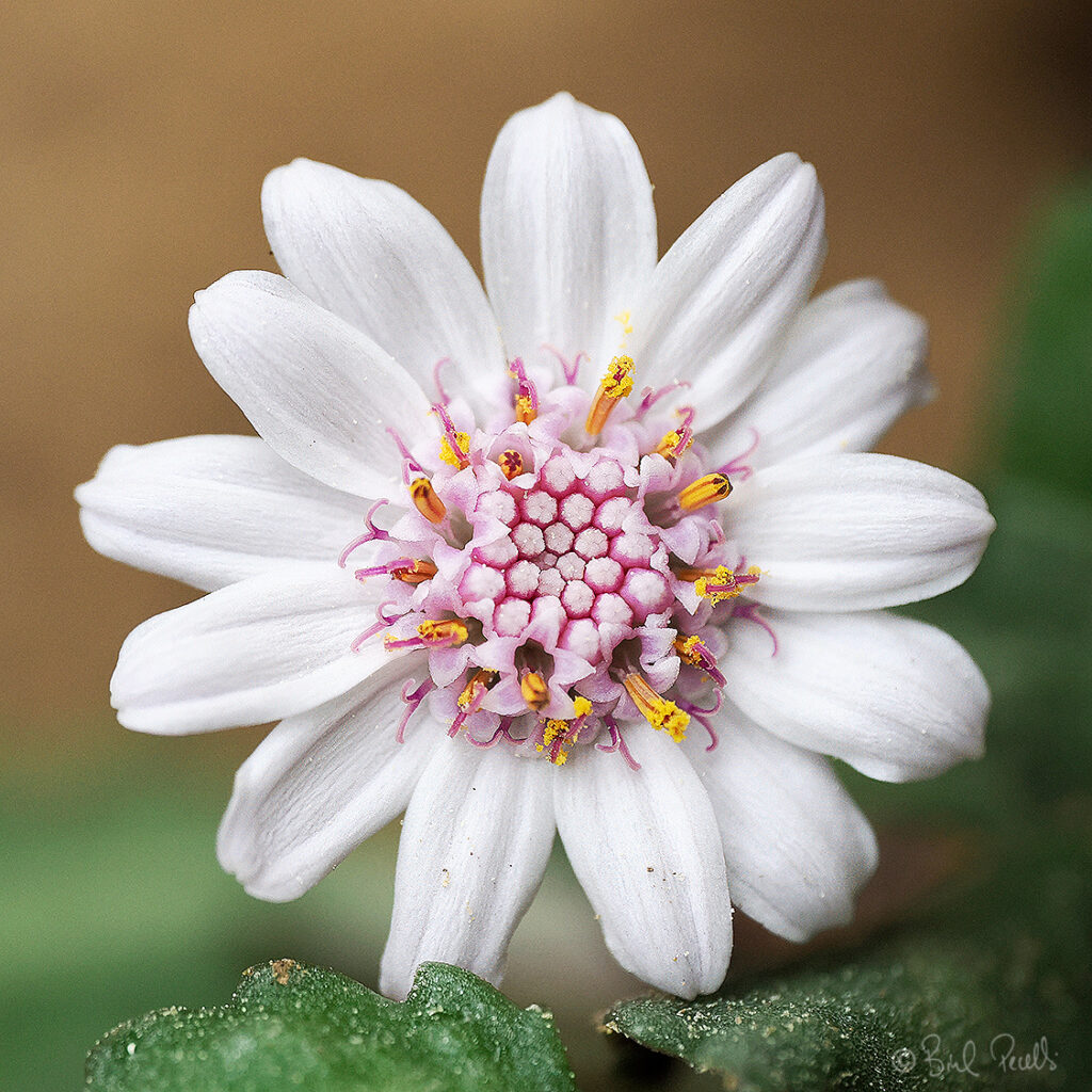Camamil·la de mar. Senecio varicosus ©bielperello.com