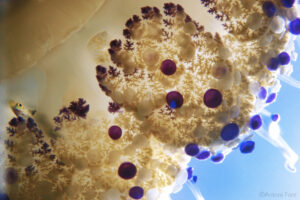 Cotylorhiza tuberculata - Trachurus trachurus ©Antoni Font