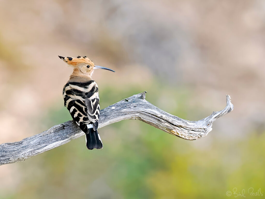 Upupa epops / Puput. Gall de Sant Pere ©bielperello.com