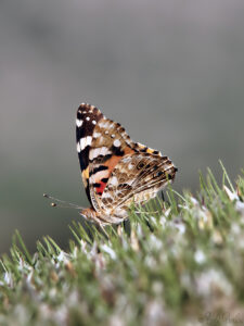 Papallona dels cards - Vanessa cardui ©bielperello.com