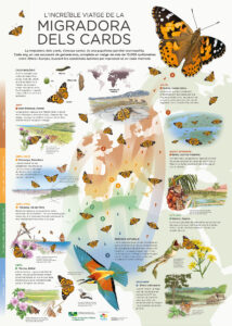 Infografia Vanessa cardui ©Museu de Ciències Naturals de Granollers, 2022